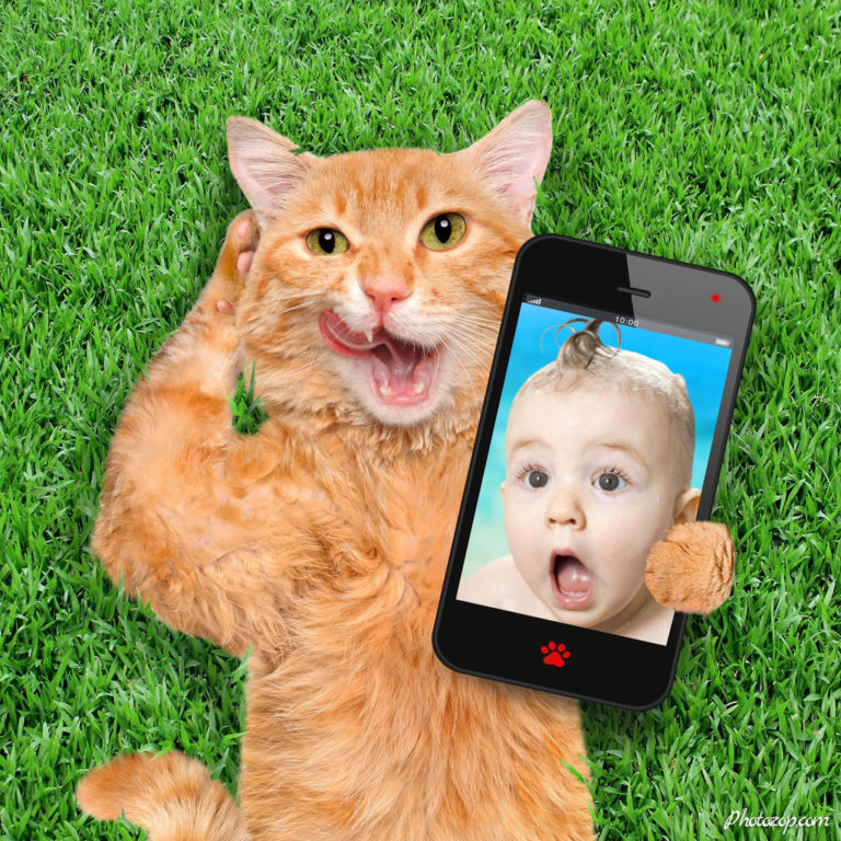 Create Funny Photo Montage Dog on hammock selfie Photozop