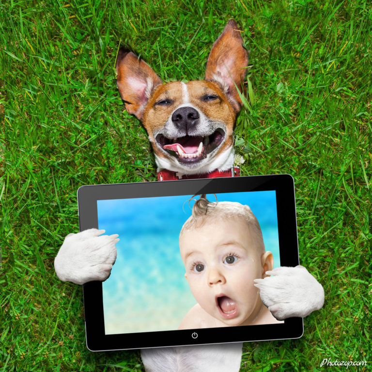 Very funny dog Photo Montage Photozop